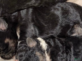 Aussiedoodle dogs Luke - Ad 7