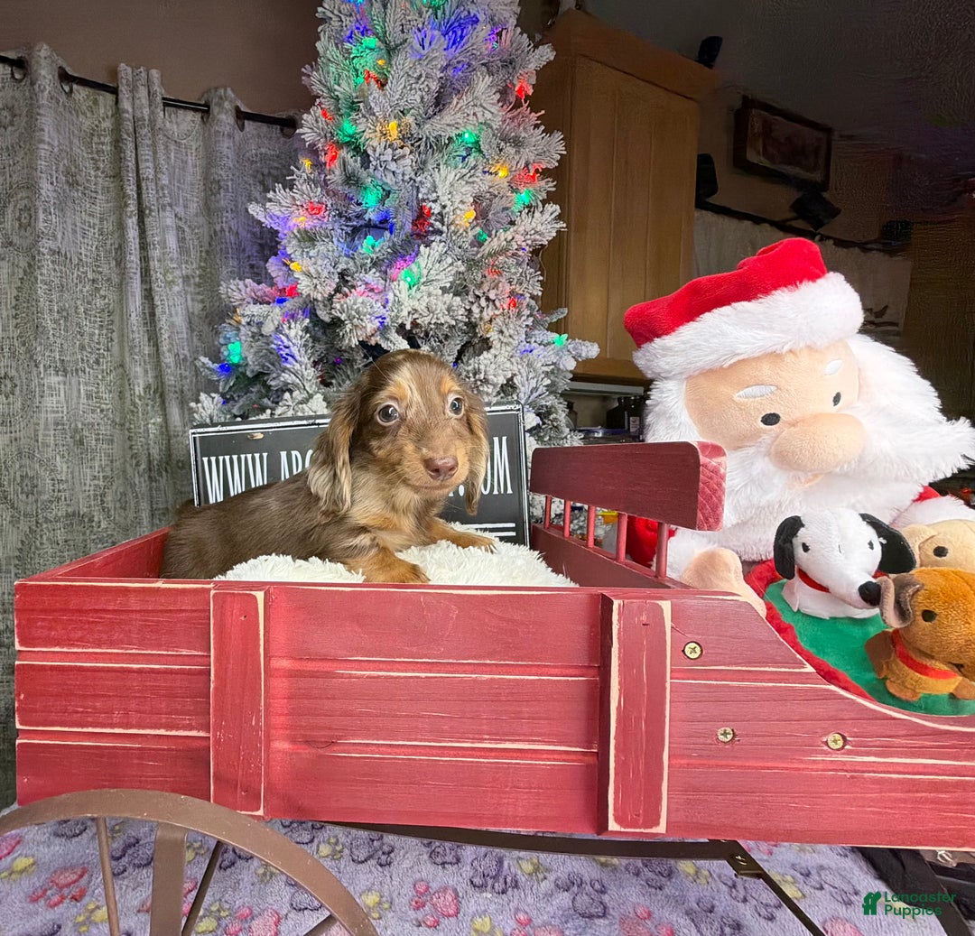 Miniature Dachshund dogs for sale: Pra clear AKC CH BRED RUSSIAN DAPPLE - Ad 9