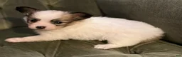 Papillon dogs for sale: Luke - Ad 3