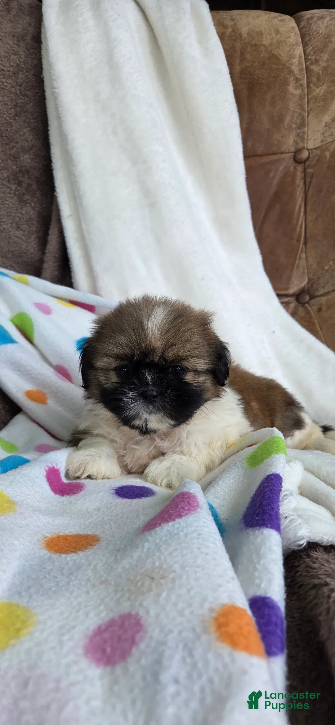 Shih Tzu dogs for sale: Olivia  - Ad 1