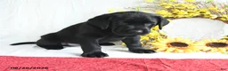 Labrador Retriever dogs for sale: Kory - Ad 3