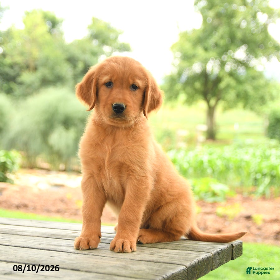 Golden Retriever dogs Zinnia - Ad 2
