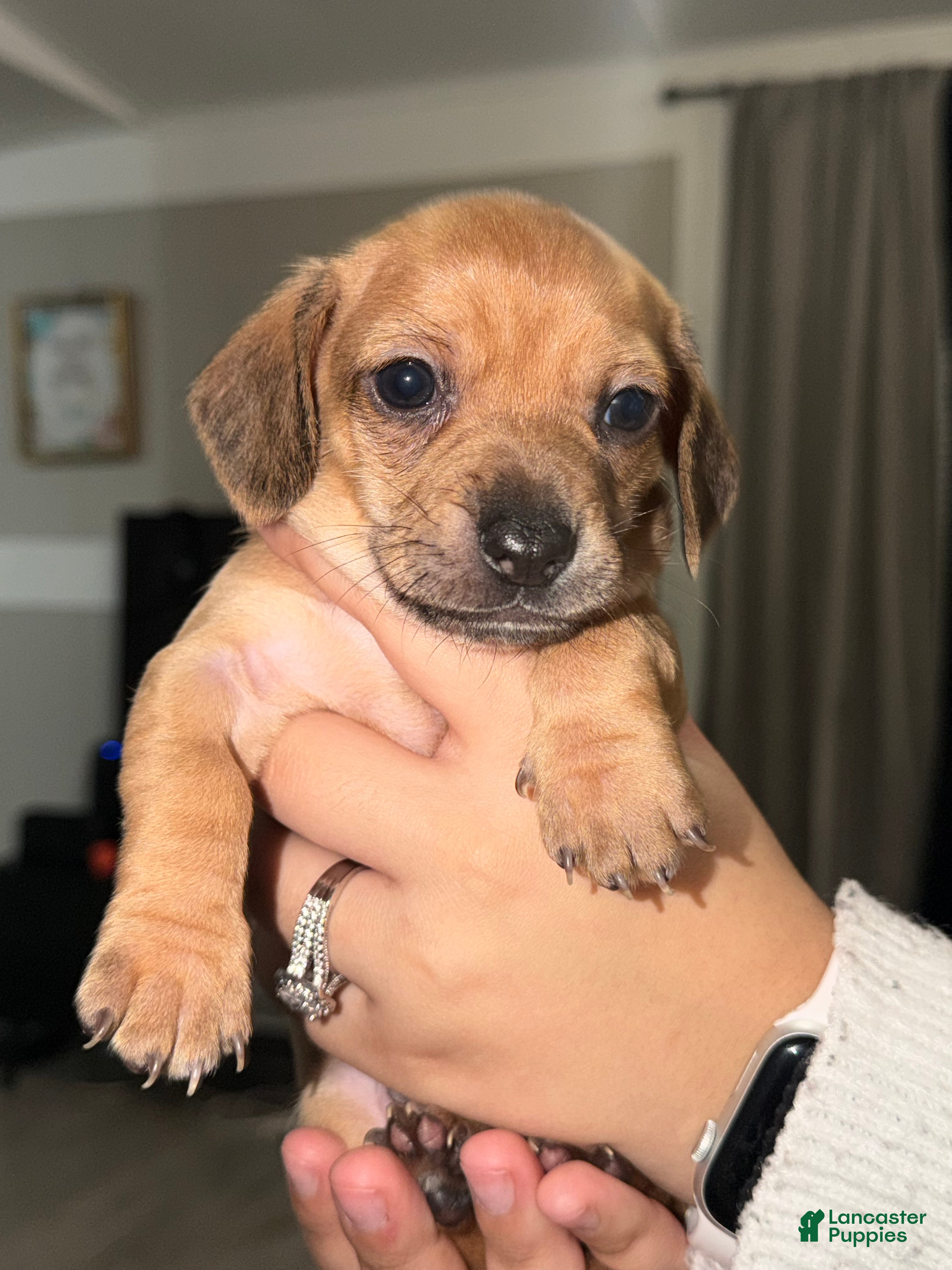 Chiweenie dogs Chiweenie Puppy 1 - Ad 1