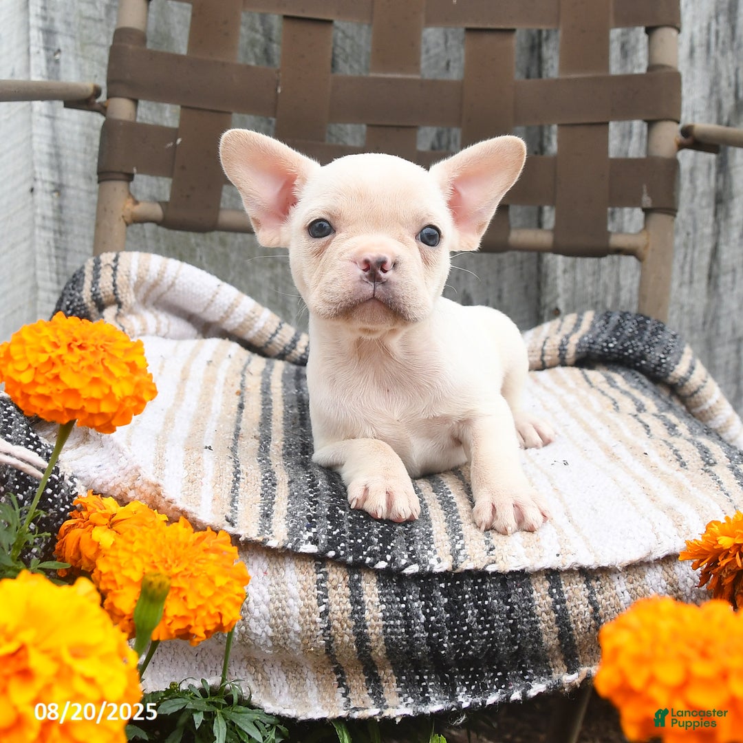 French Bulldog dogs for sale: Tulip - Ad 1