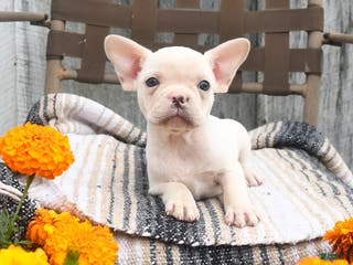 French Bulldog dogs Tulip - Ad 14