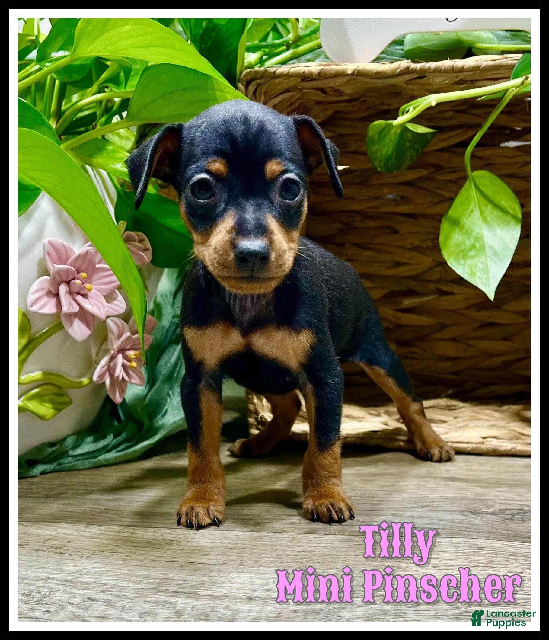 Miniature Pinscher dogs Tilly - Ad 1