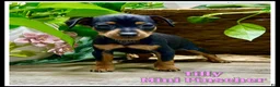 Miniature Pinscher dogs for sale: Tilly - Ad 1