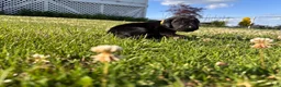 Mixed Breed dogs for sale: Raye - Ad 5