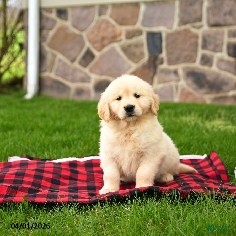 Golden Retriever dogs Rosie - Ad 1
