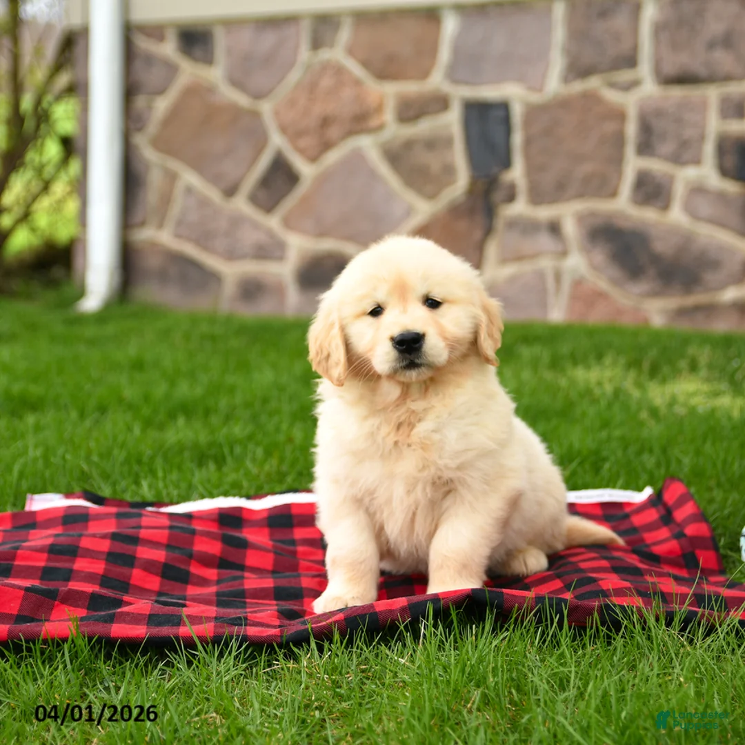 Golden Retriever dogs for sale: Rosie - Ad 1