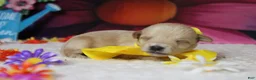 Schnoodle dogs for sale: Moscato  - Ad 3