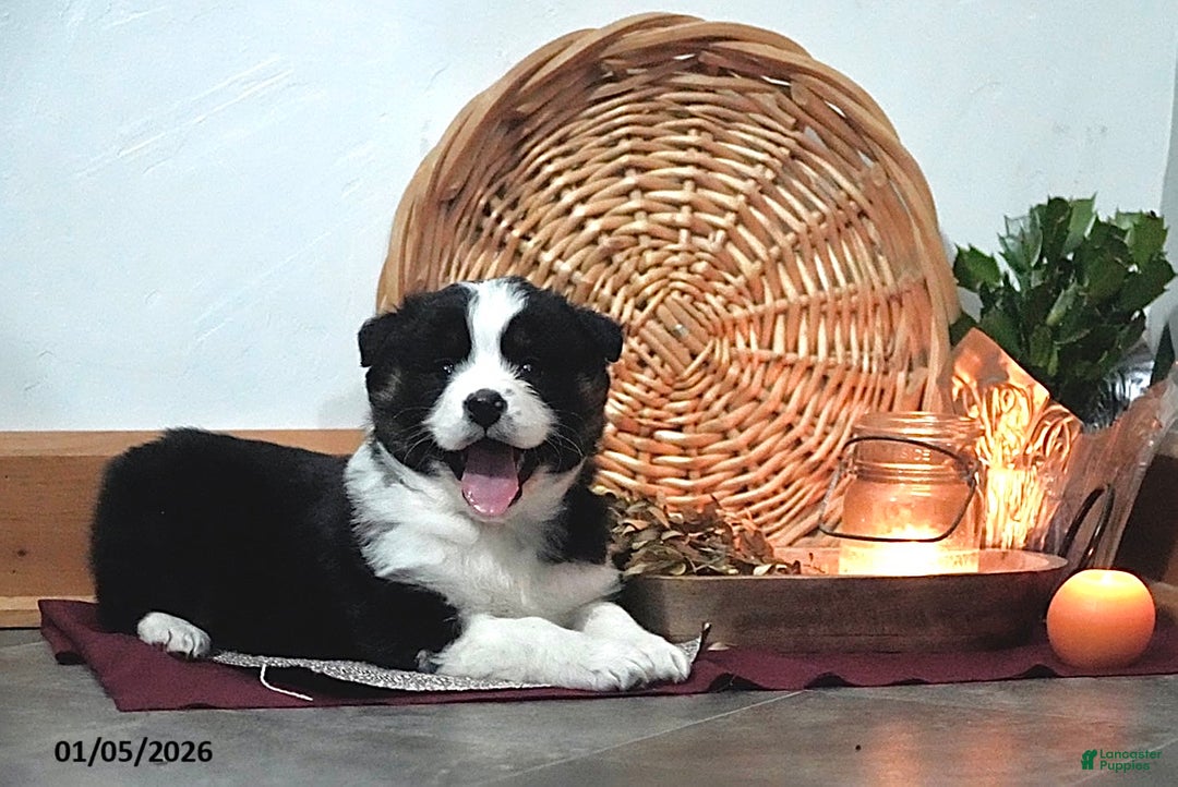 Australian Shepherd dogs for sale: Addy - Ad 2