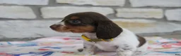 Miniature Dachshund dogs for sale: Anna - Ad 6