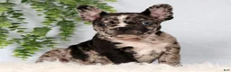 Frenchton dogs for sale: Felix - Ad 1