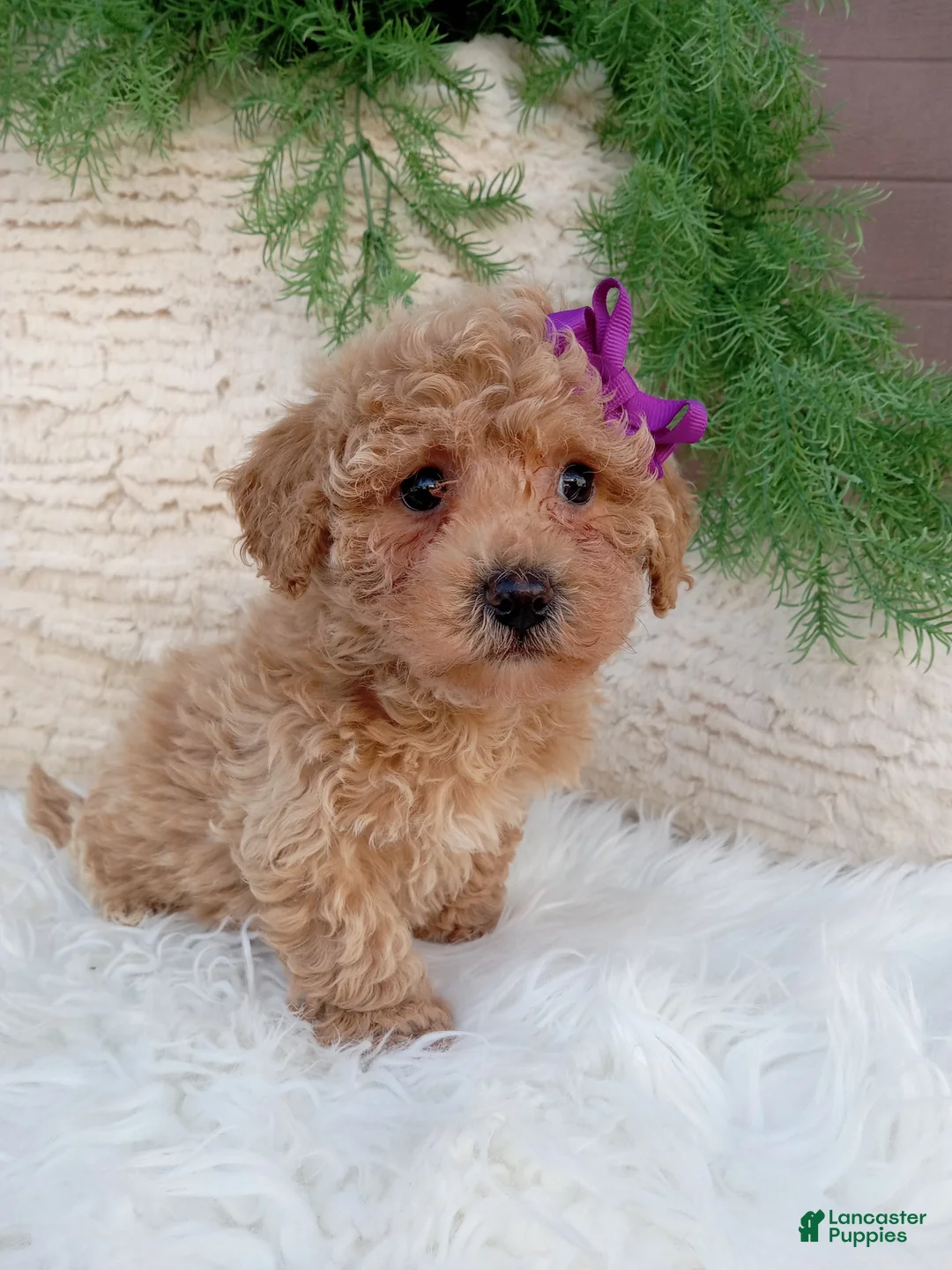 Bichpoo dogs for sale: Jazzy - Ad 5