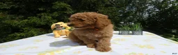 Mini Goldendoodle dogs for sale: Goldendoodle 2 Tabby - Ad 3