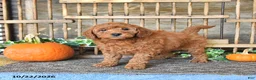 Mini Goldendoodle dogs for sale: Benny - Ad 2