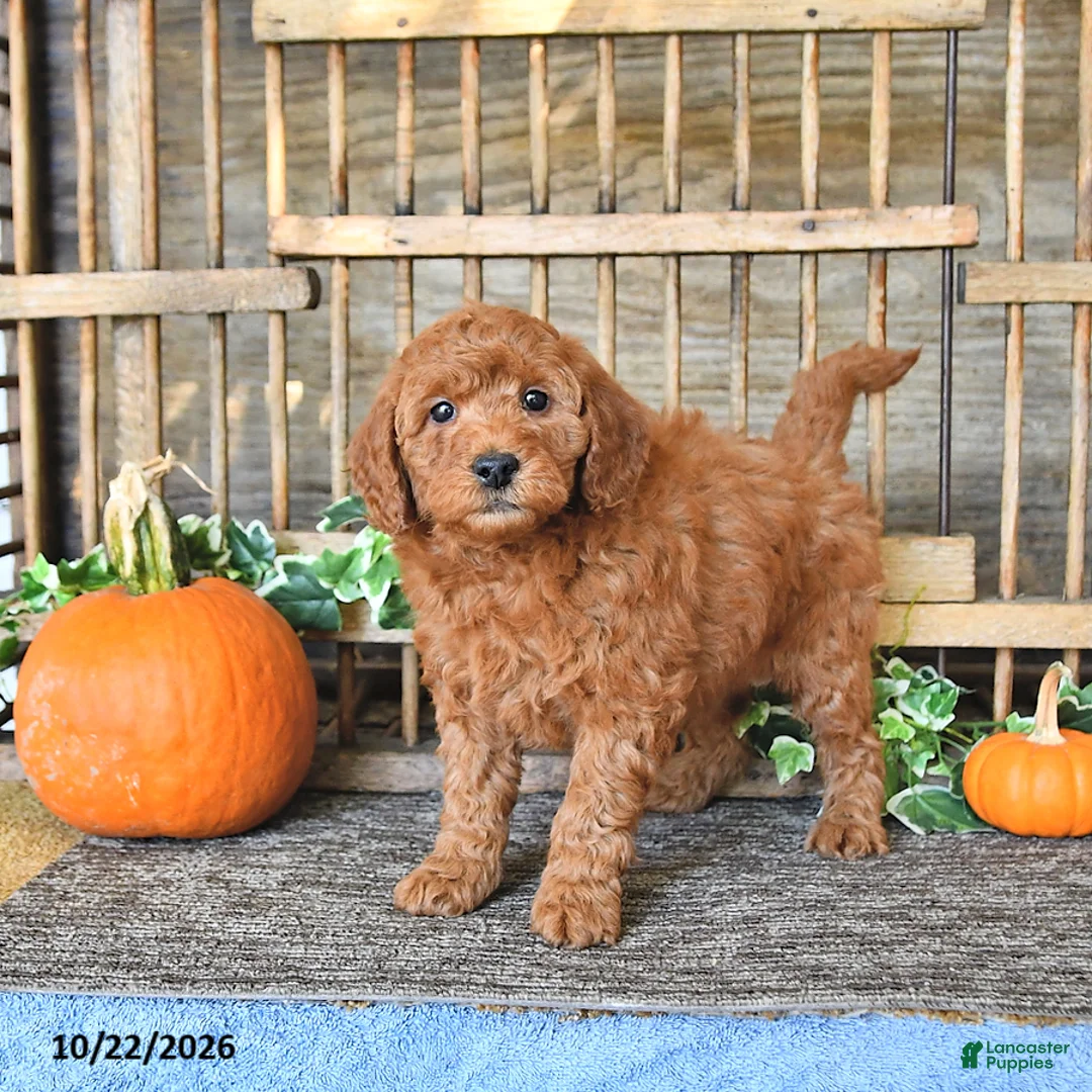 Mini Goldendoodle dogs for sale: Benny - Ad 2