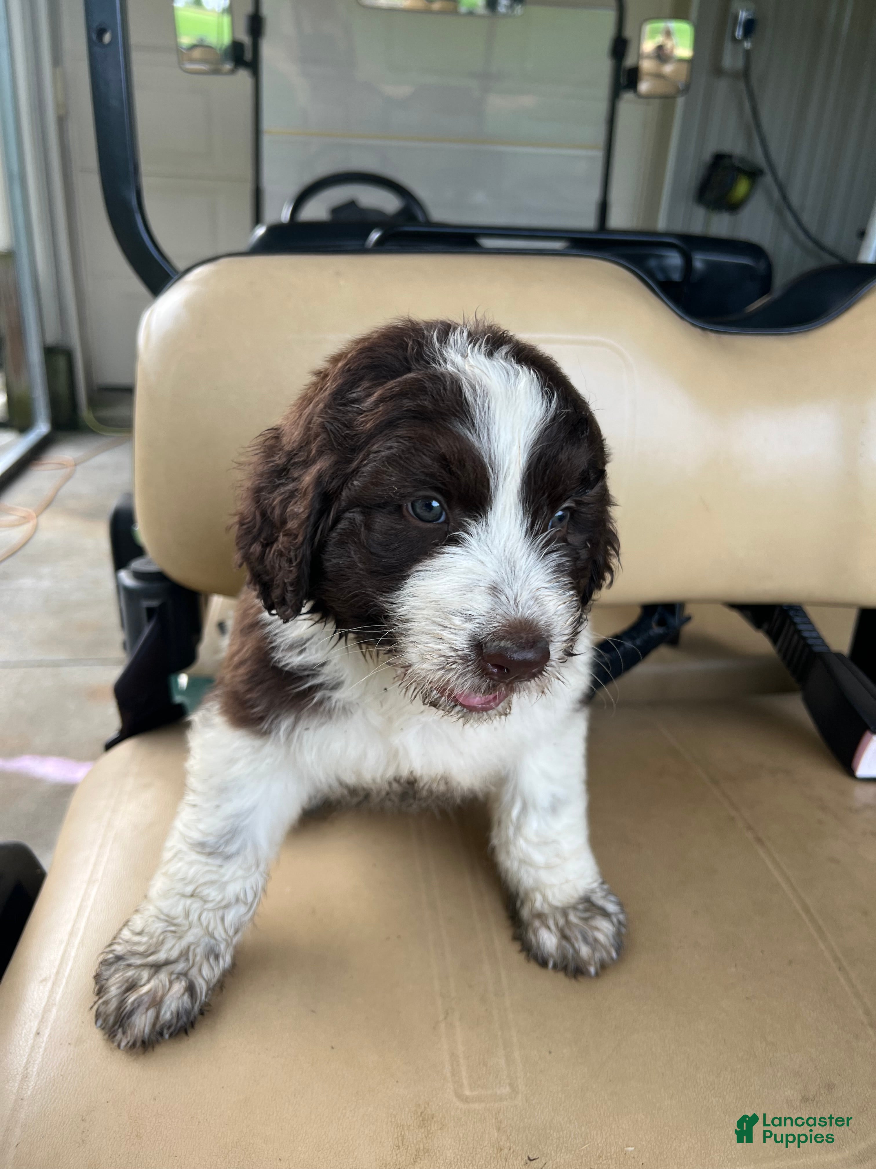 Newfypoo dogs Newfypoo 1 - Ad 2