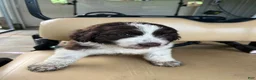 Newfypoo dogs for sale: Newfypoo 1 - Ad 2