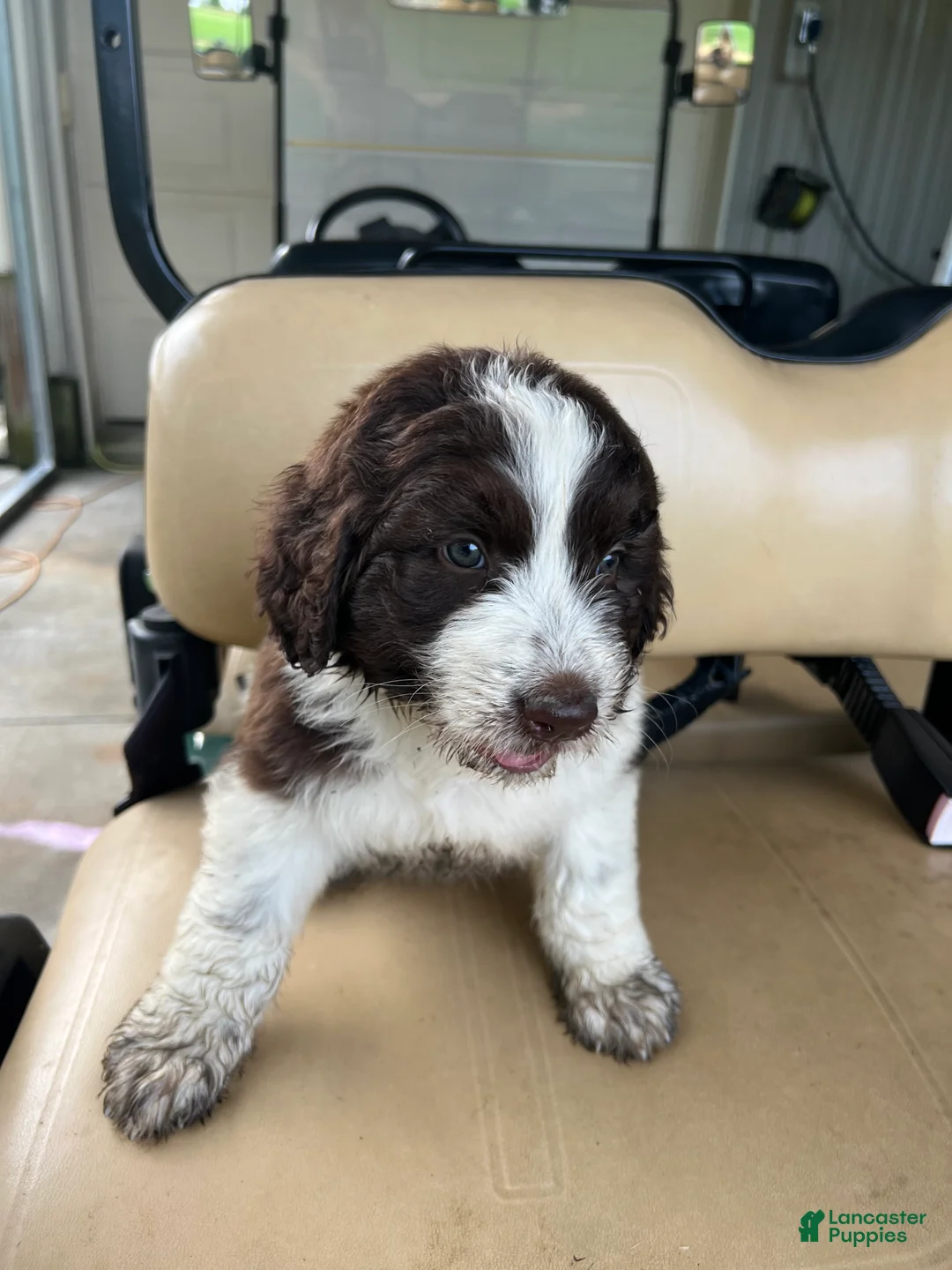 Newfypoo dogs for sale: Newfypoo 1 - Ad 2