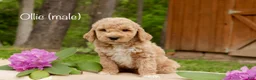Mini Goldendoodle dogs for sale: Ollie - Ad 1