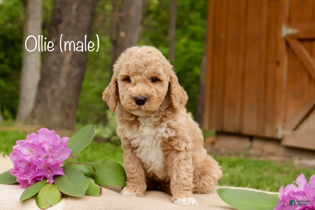 Mini Goldendoodle dogs for sale: Ollie - Ad 1