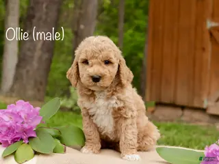 Mini Goldendoodle dogs for sale: Ollie - Ad 1