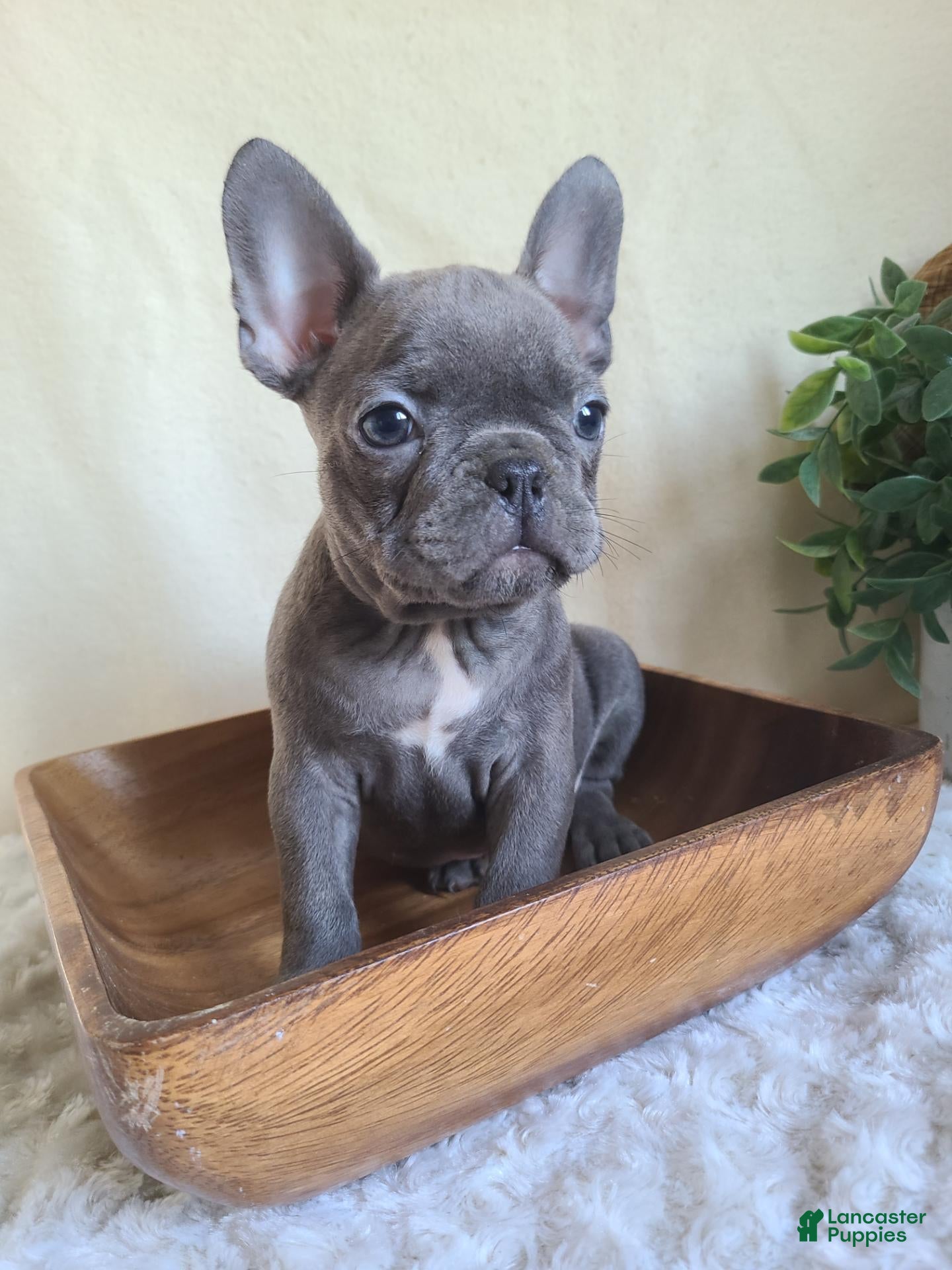 Frenchton dogs for sale: Jace - Ad 1