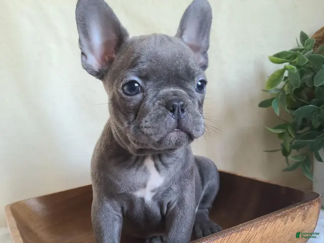Frenchton dogs for sale: Jace - Ad 1
