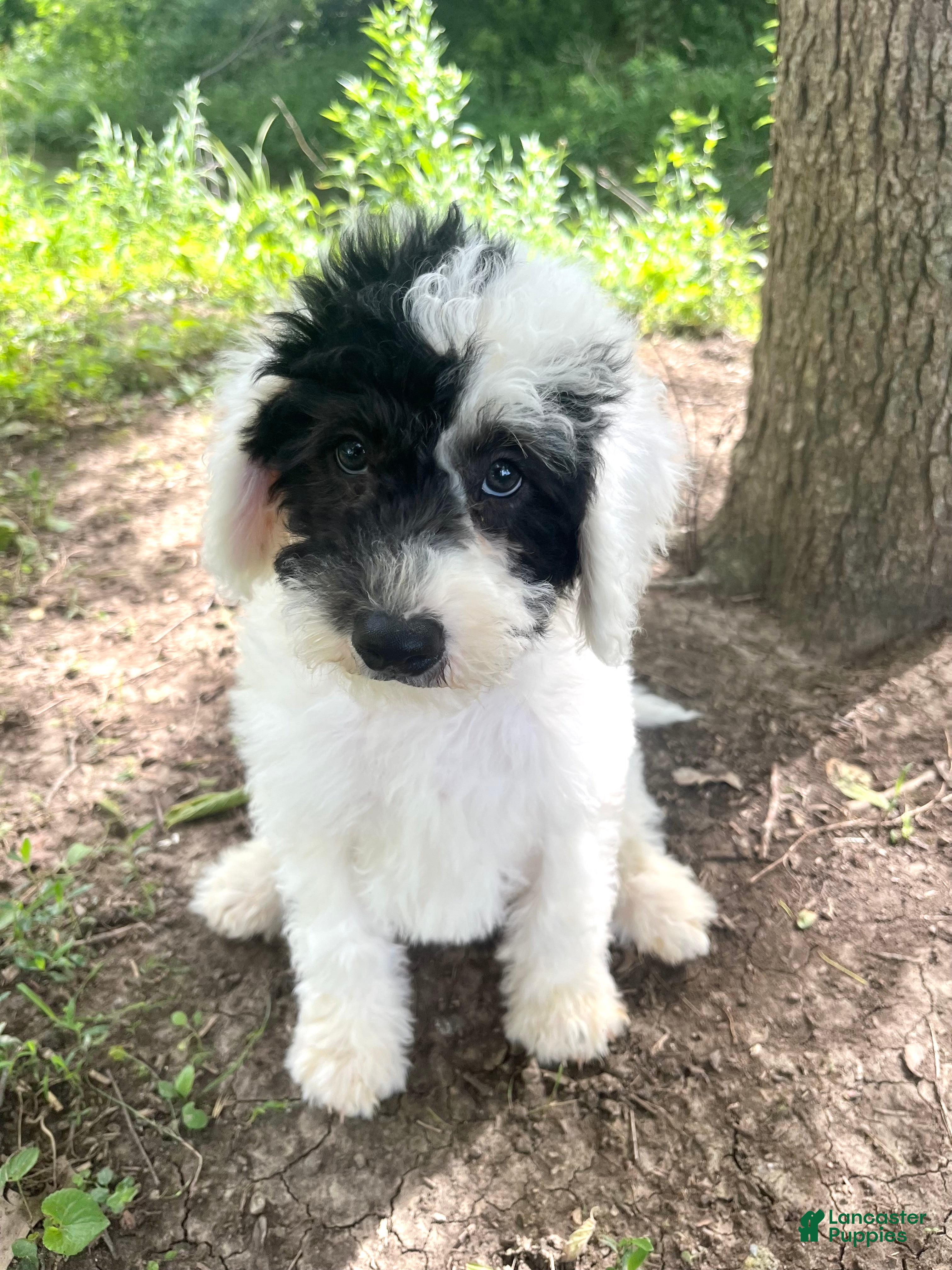Mixed Breed dogs Vega - Ad 2