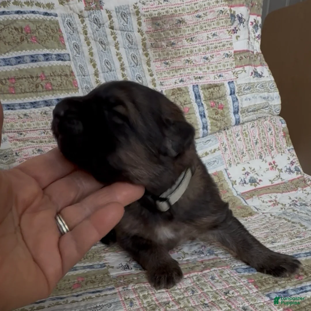 German Shepherd dogs for sale: THALIA - Ad 2