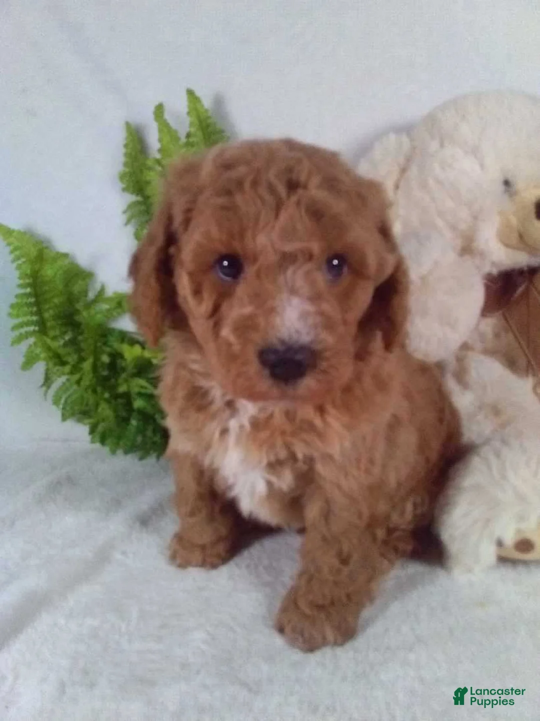 Bichpoo dogs for sale: Jasper - Ad 5