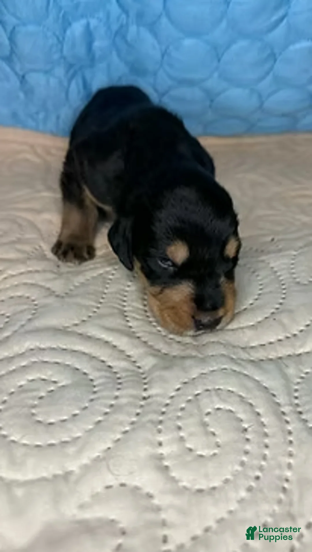 Mixed Breed dogs for sale: Boss - Ad 5