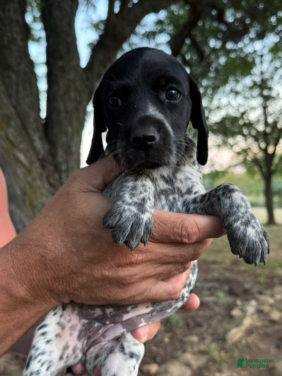 German Shorthaired Pointer dogs Girl 3 - Ad 1