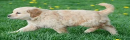 Golden Retriever dogs for sale: Cash - Ad 9