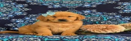 Golden Retriever dogs for sale: Yvonne AKC Reg - Ad 3