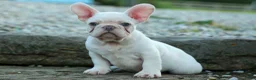 French Bulldog dogs for sale: Snoopy 🐶 - Ad 10
