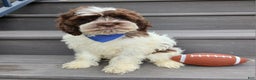 Cockapoo dogs for sale: Patches - Ad 2