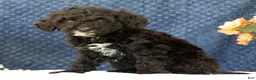Mini Goldendoodle dogs for sale: Cola - Ad 2