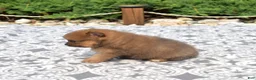 Pomeranian dogs for sale: Bear - Ad 3
