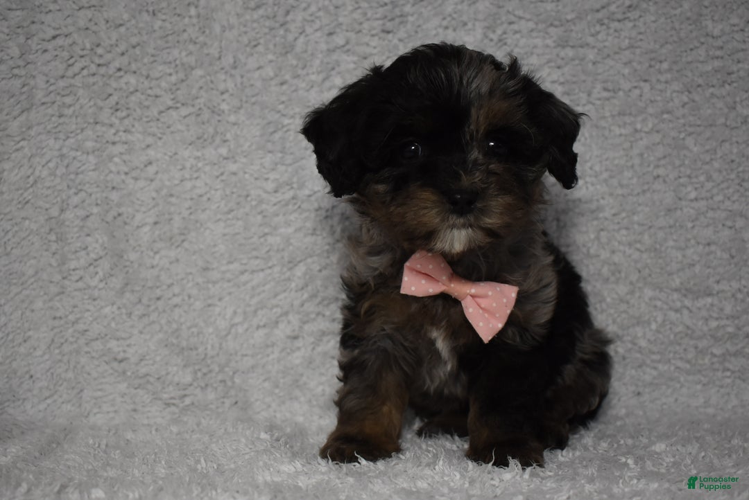 Cavachon dogs for sale: Riley  - Ad 3