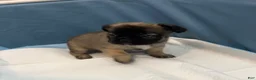 French Bulldog dogs for sale: Nala - Ad 2