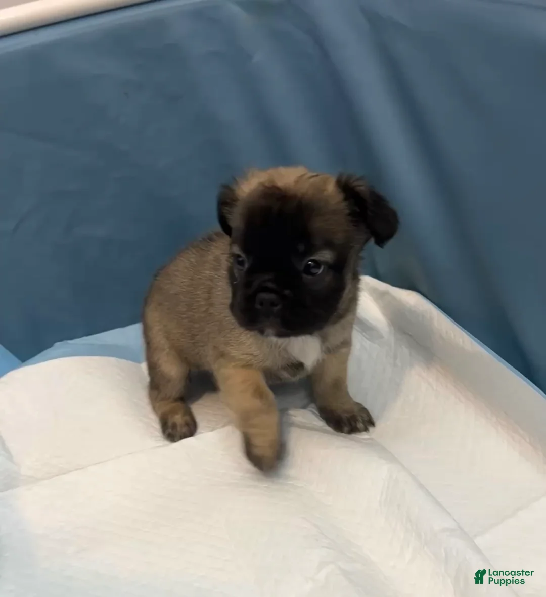 French Bulldog dogs for sale: Nala - Ad 2