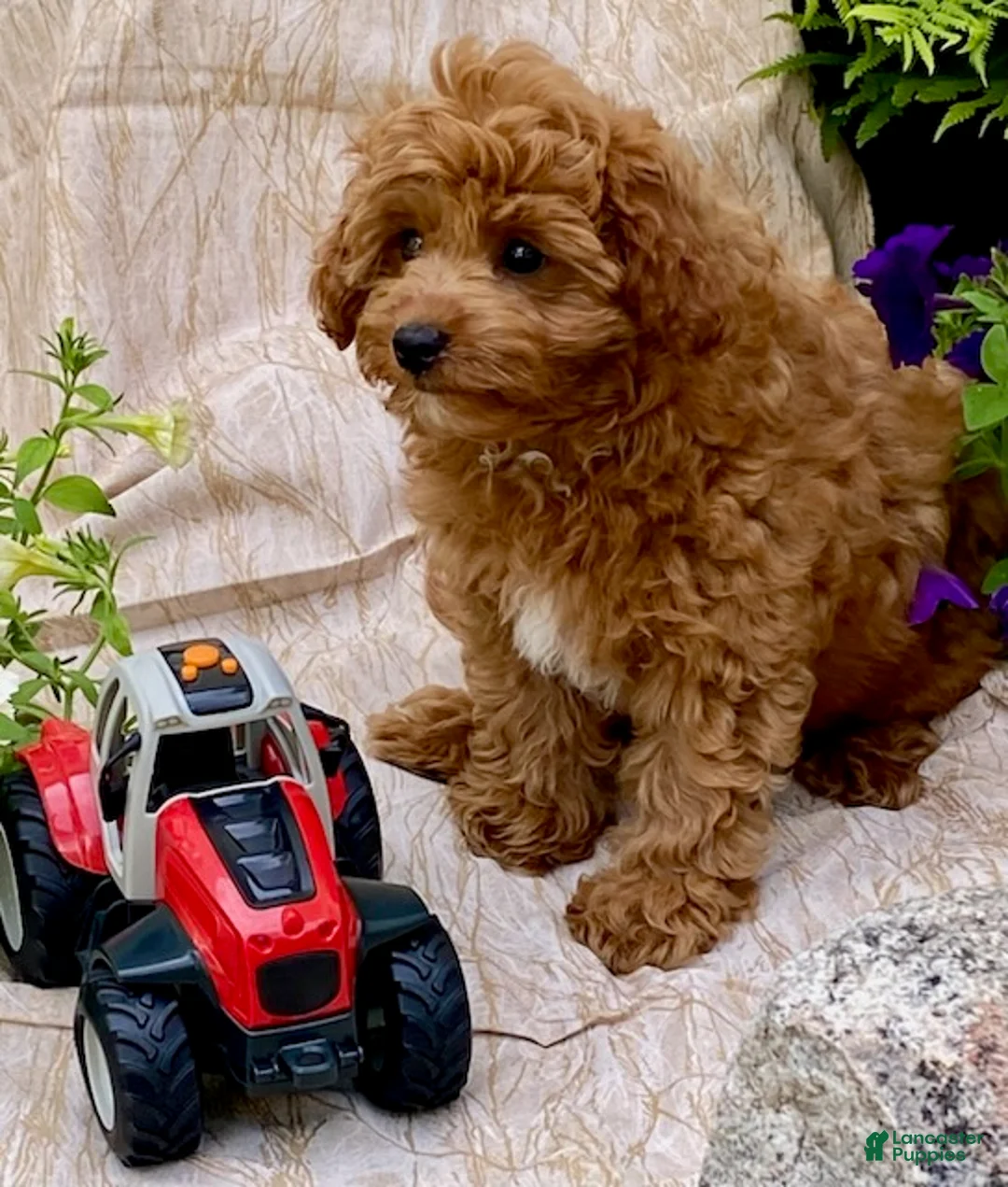 Cavapoo dogs for sale: Hector - Ad 1