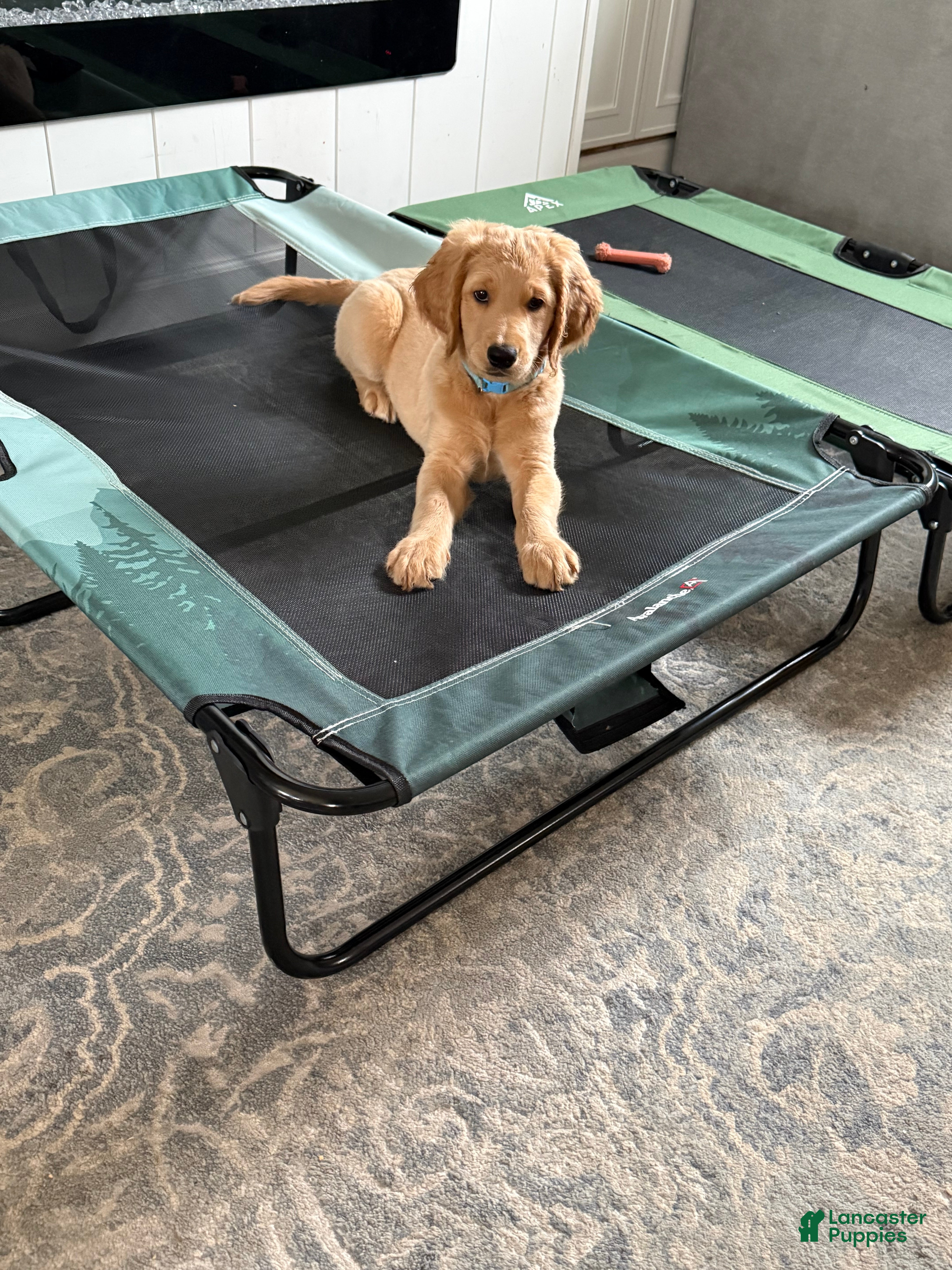 Goldendoodle dogs Hannah - Ad 1