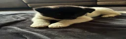 Akita dogs for sale: Akita 5 - Ad 3
