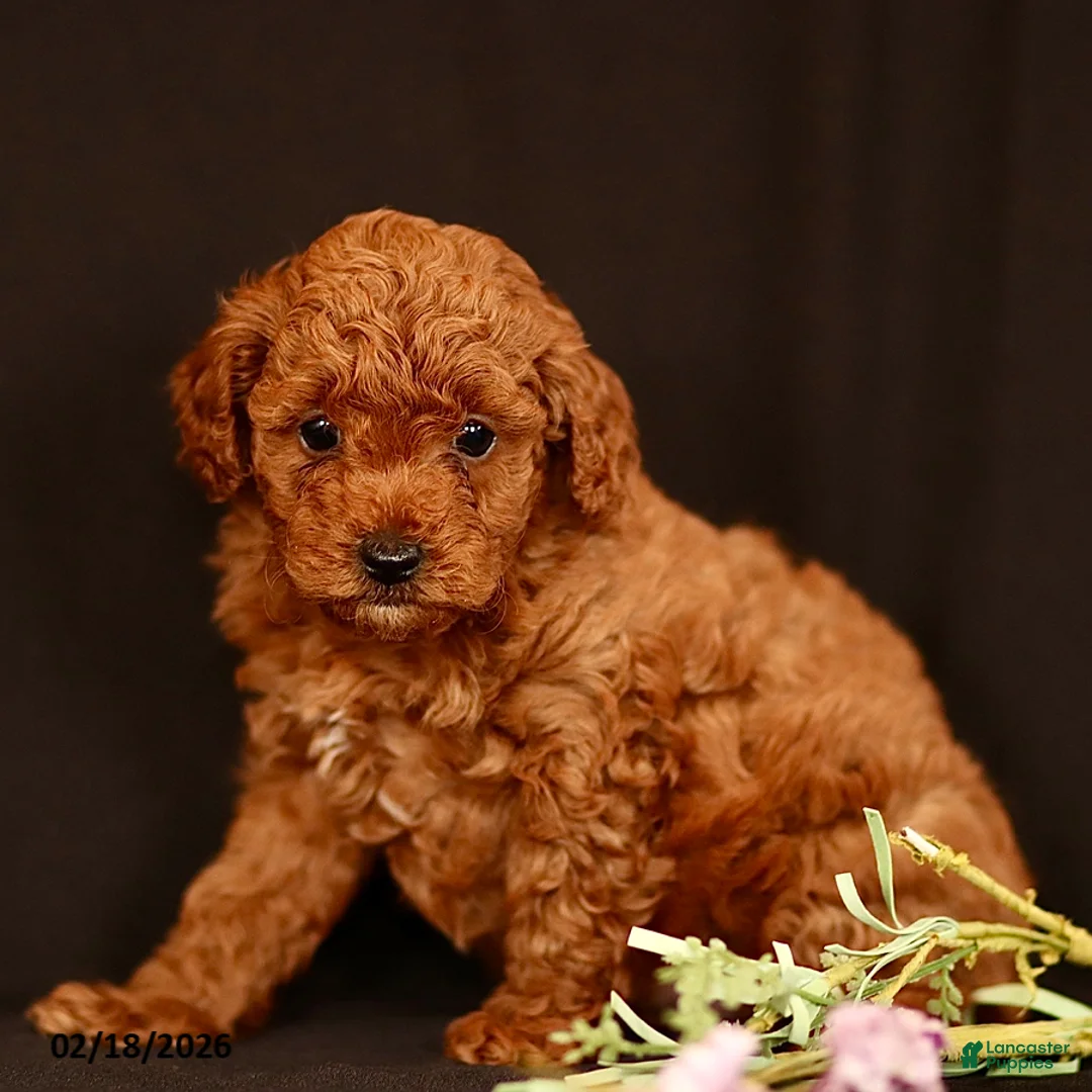 Miniature Poodle dogs for sale: Jace - Ad 3