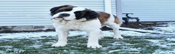Saint Bernard dogs for sale: Colt - Ad 5