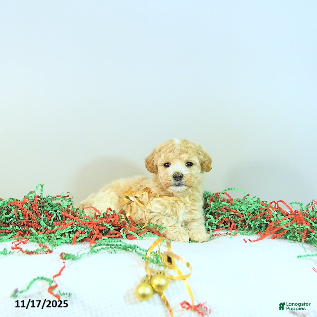 Miniature Poodle dogs for sale: Abby EXTRA SMALL - Ad 9